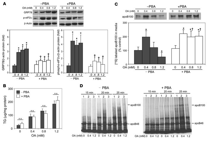 Treatment of McA cells with PBA inhibits ER stress and restores OA stimu...