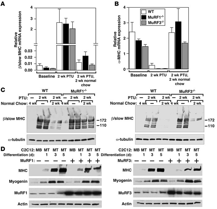 MuRF1 and MuRF3 mediate MHC protein turnover in vivo.
(A and B) PTU was ...