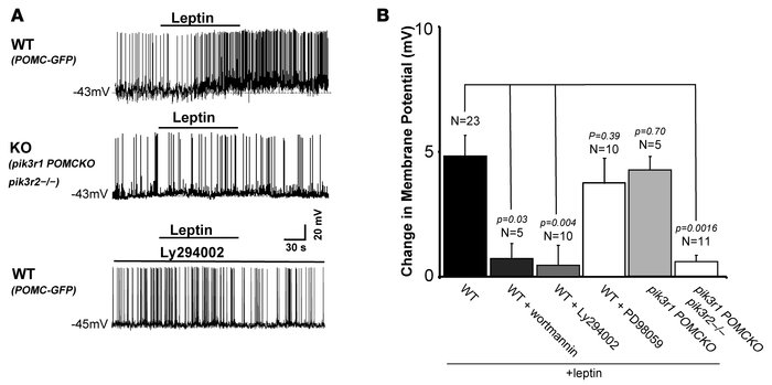 Leptin causes depolarization of POMC neurons via a PI3K-dependent mechan...