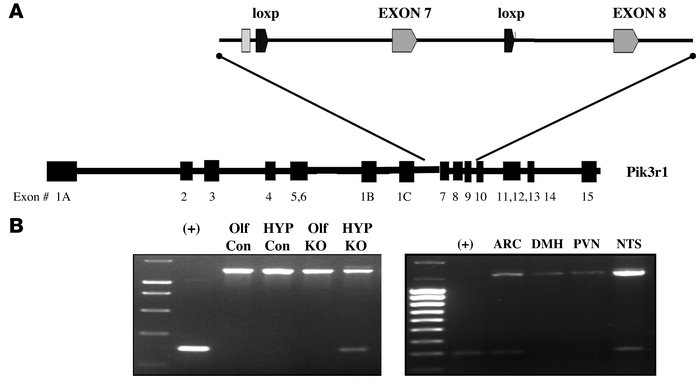 Deletion of exon 7 of Pik3r1 in genomic DNA from hypothalamic nuclei of ...