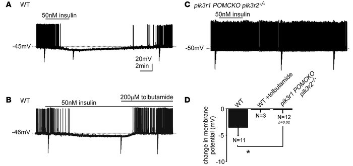 Insulin hyperpolarizes POMC neurons via a PI3K-dependent mechanism.
(A) ...