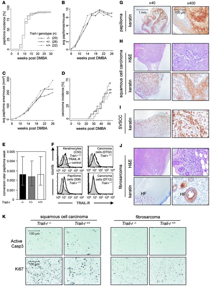 TRAIL-R does not influence primary skin tumorigenesis.
(A) Papilloma inc...