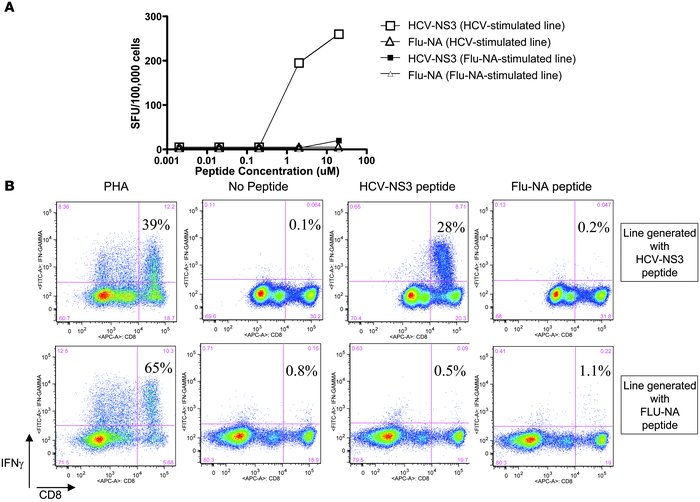 Functional assays of T cell lines from HCV+ donors.
               
(A) ...