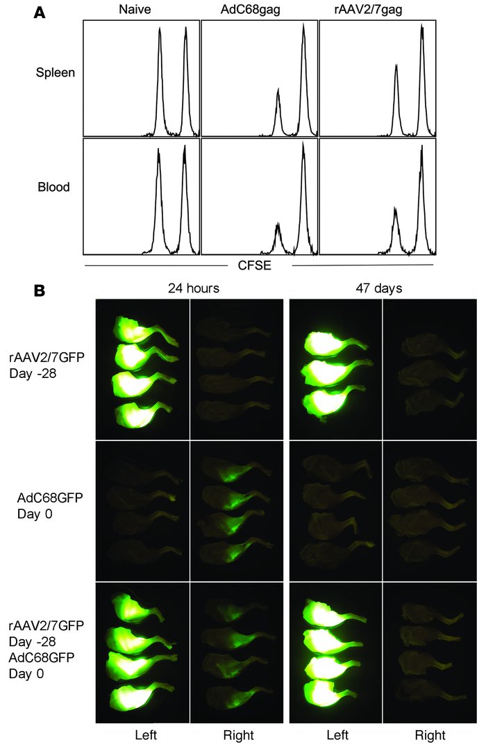 rAAV-induced CD8+ T cells are lytic.
               
(A) In an in vivo k...