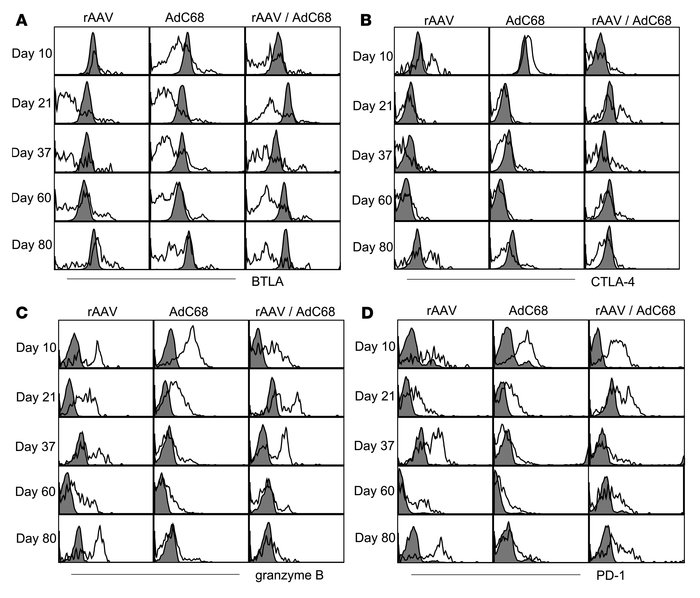 Transgene product–specific CD8+ T cells induced by rAAV immunization exp...