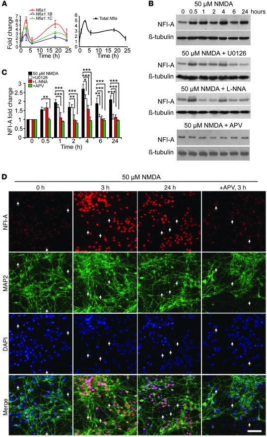 NFI-A is induced by neuroprotective models in vitro.
(A) Induction of Nf...