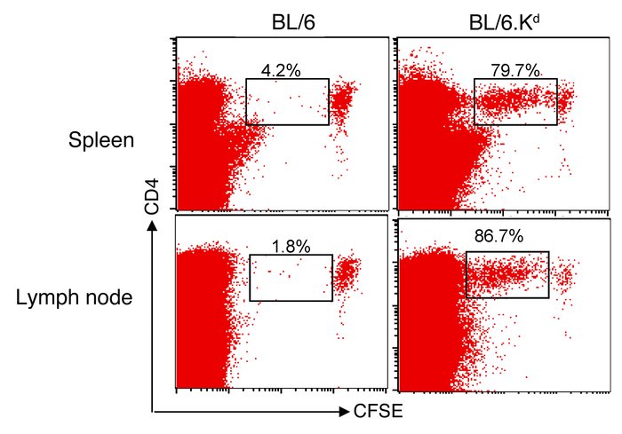 TCR-transduced Tregs can migrate to secondary lymphoid organs and expand...
