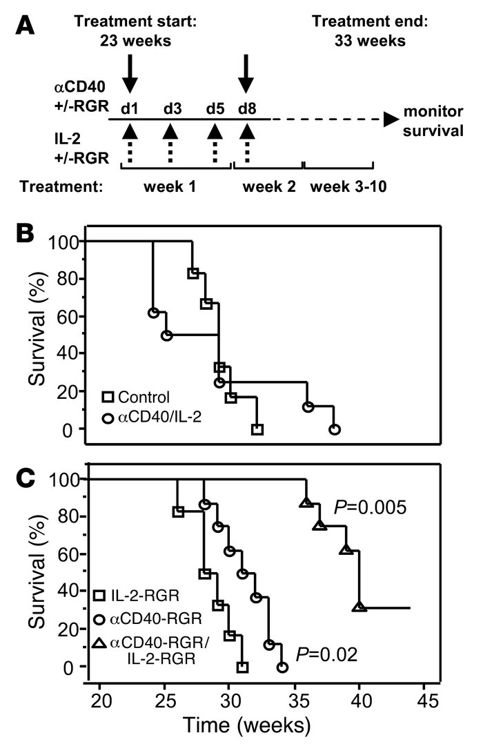 Intratumoral anti-CD40/IL-2 treatment reduces tumor vascularity.
(A) Rep...
