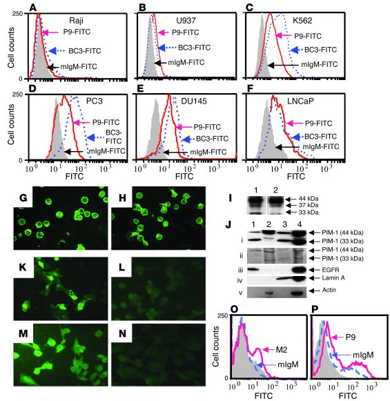 Detection of cell surface PIM-1 by P9.
(A–F) The flow cytometry analysis...