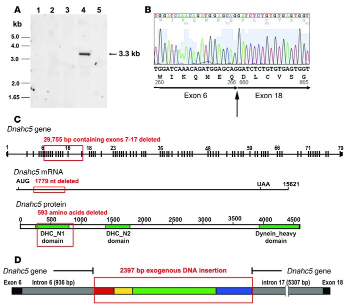 
Dnahc5 mutation involves an in-frame DNA deletion.
               
(A) ...