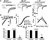 Antisense morpholino rescues ClC-1 channel function and reverses myotonia i