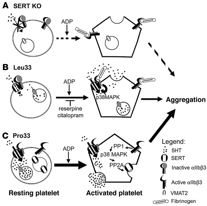 Model for αIIbβ3 regulation of SERT function and 5-HT signaling in plate...