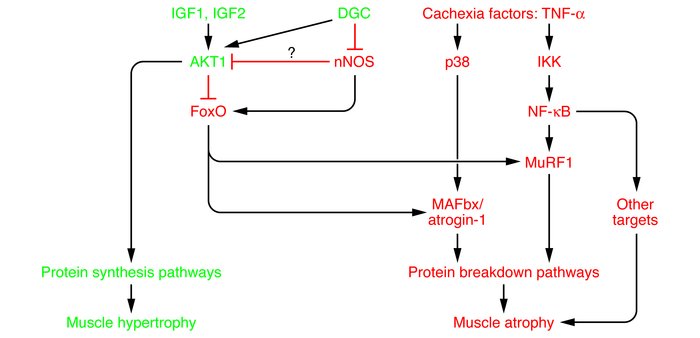 Dysregulation of nNOS from the sarcolemma: a new overlap in dystrophy/at...