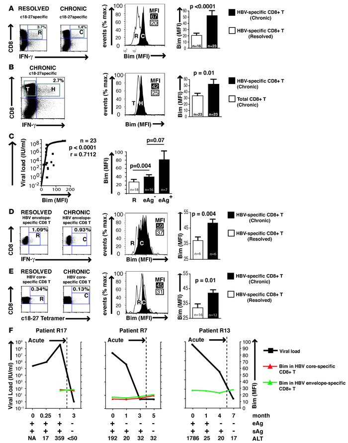 Bim expression is increased at the protein level in HBV-specific CD8+ T ...