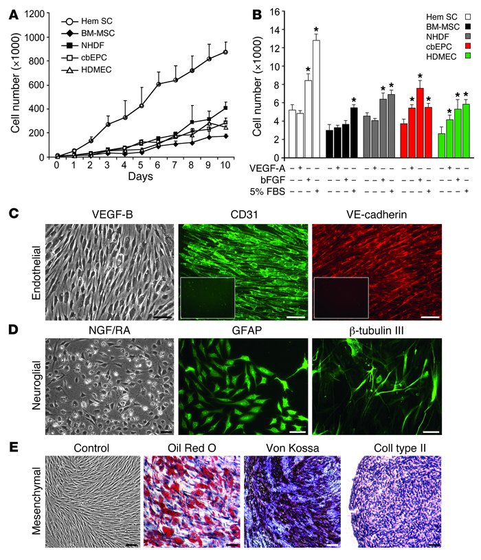 In vitro growth and multilineage differentiation of HemSCs.
(A) Prolifer...