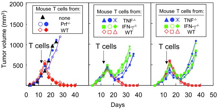 IFN-γ and TNF produced by T cells are needed for rejection of establishe...