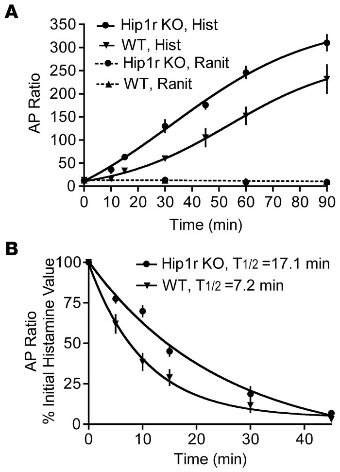 Time course for activation and inhibition of [14C]-AP accumulation in ga...