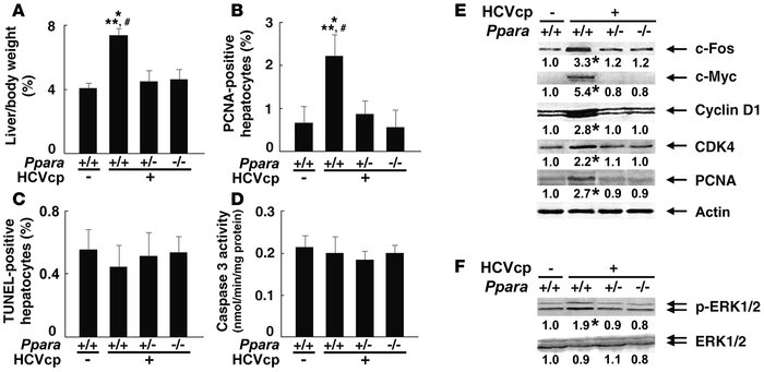 Increased hepatocyte proliferation in Ppara+/+:HCVcpTg mice at 24 months...