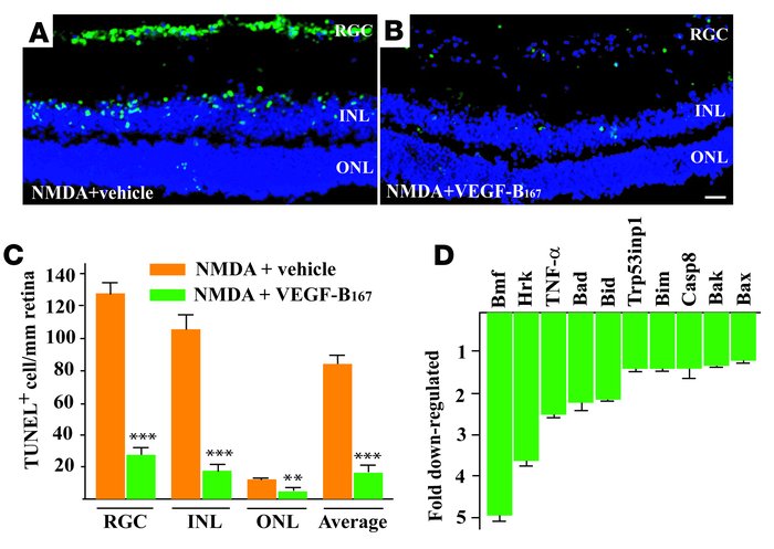 VEGF-B inhibits excitotoxin-induced apoptosis in the retina.
(A) NMDA in...