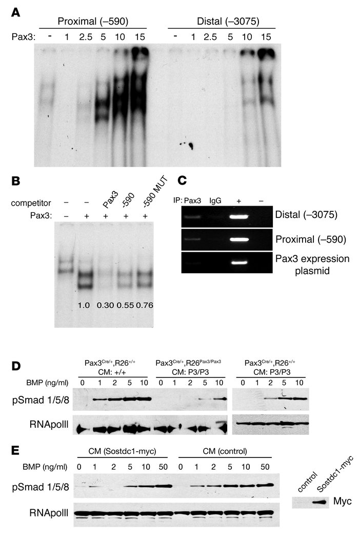 Pax3 binds the Sostdc1 promoter and decreases BMP-2 responsiveness.
(A) ...