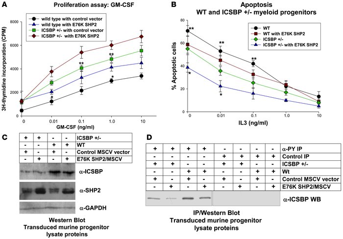 Constitutive SHP2 activation increased cytokine hypersensitivity and apo...