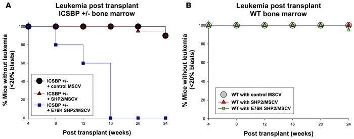 E76K SHP2 cooperated with ICSBP haploinsufficiency for AML.
Development ...