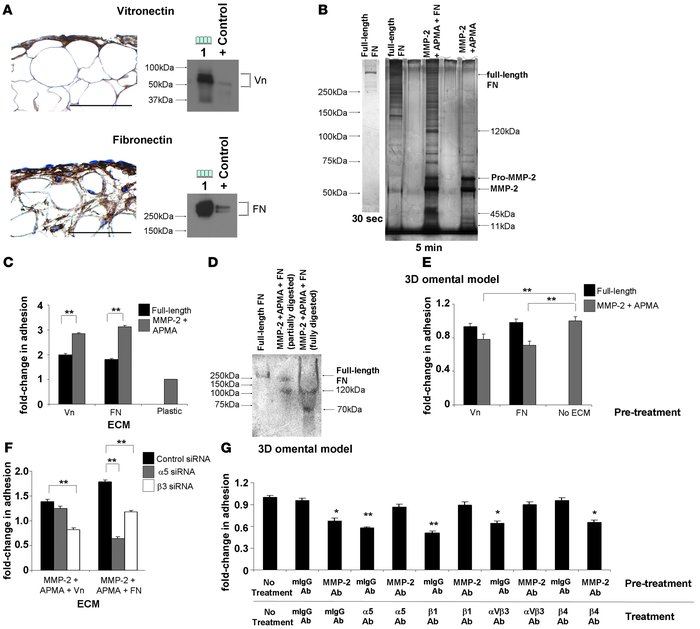 MMP-2 cleavage of Vn and FN increases OvCa adhesion.
(A) Human omentum a...