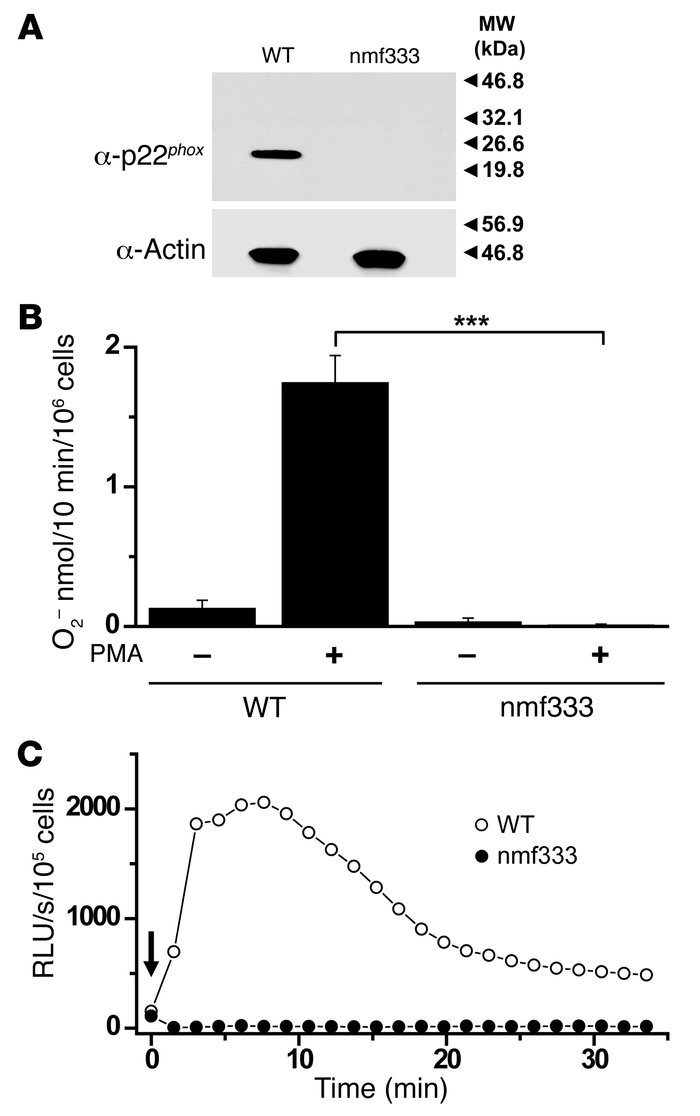 Lack of p22phox expression and superoxide production in the neutrophil g...