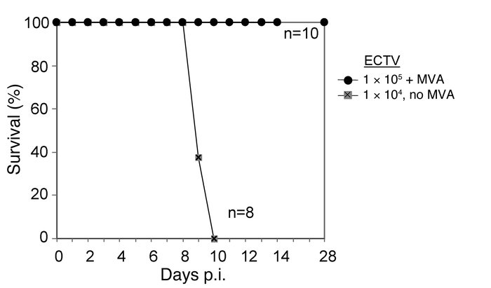MVA protects WT mice if given simultaneously with lethal doses of ECTV.
...