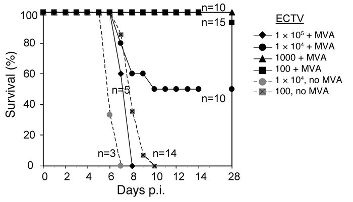MVA partially protects IFN-I-R–deficient mice if given simultaneously wi...