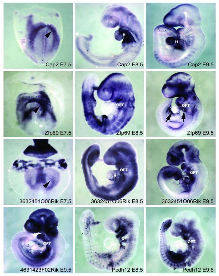 In situ hybridization.
Whole-mount in situ hybridization analysis for ge...