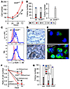 Stat5 activation is required for the increased proliferation and macrophage