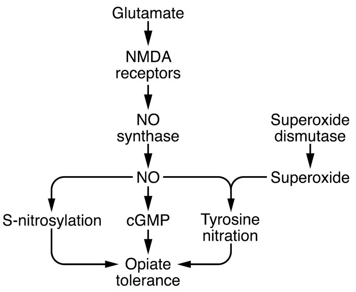 Schematic of the NMDA receptor/NO cascade in opioid tolerance.
Activatio...
