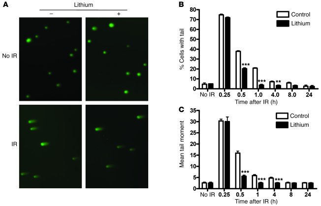 Lithium enhances repair of IR-induced DSBs in hippocampal neurons.
HT-22...