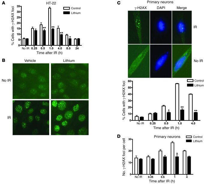Lithium decreases the levels of persistent IR-induced γ-H2AX foci.
Cells...