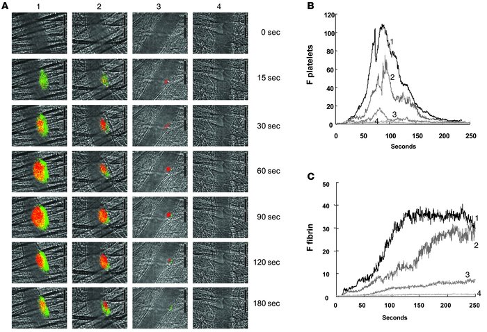 Inhibition of fibrin formation and platelet accumulation in wild-type mi...