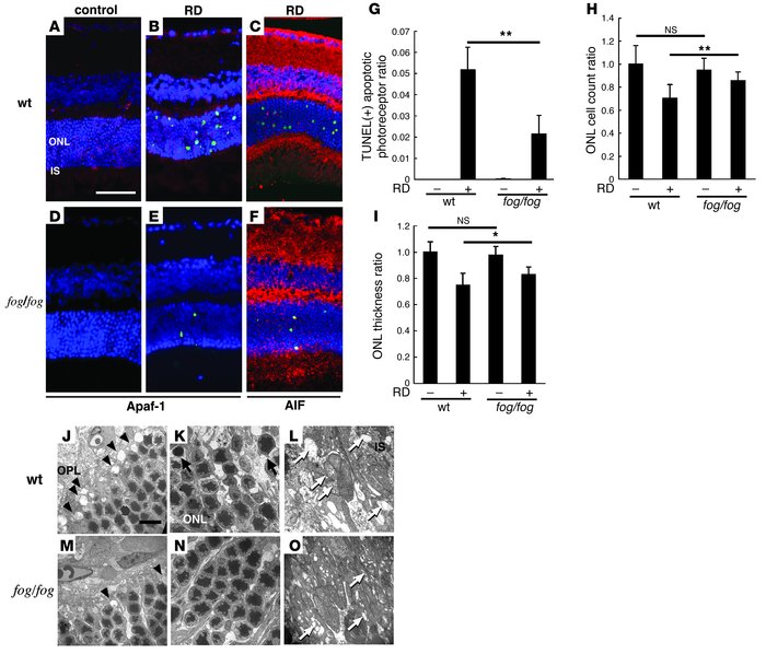 Apaf-1 deficiency protects from RD-induced photoreceptor apoptosis.
Apaf...