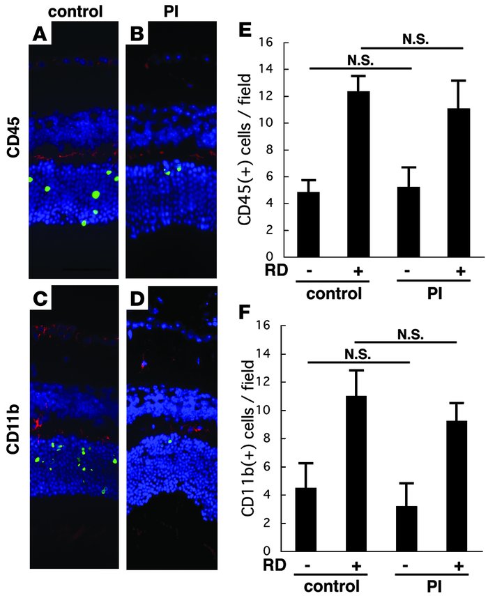 Accumulation of CD45+ and CD11b+ myeloid lineage cells in the retina aft...