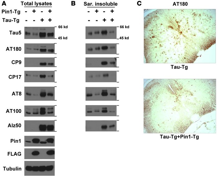 Pin1 overexpression in WT tau mice reduces tau hyperphosphorylation, NFT...