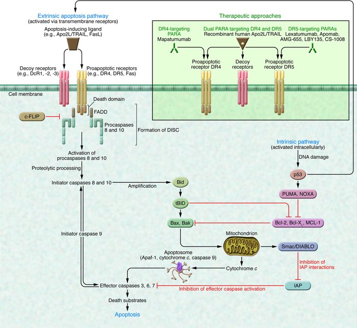 Extrinsic and intrinsic apoptosis pathways and caspase modulation (see t...