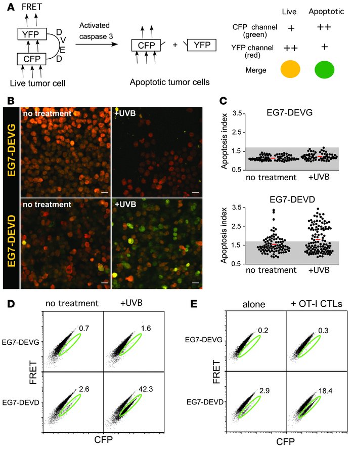 A fluorescent probe to track tumor cell apoptosis.
(A) EG7 tumor cells w...