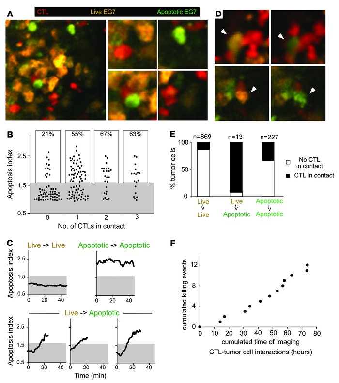 Dynamics of CTL-mediated tumor cell apoptosis in vivo.
(A) Intravital 2-...