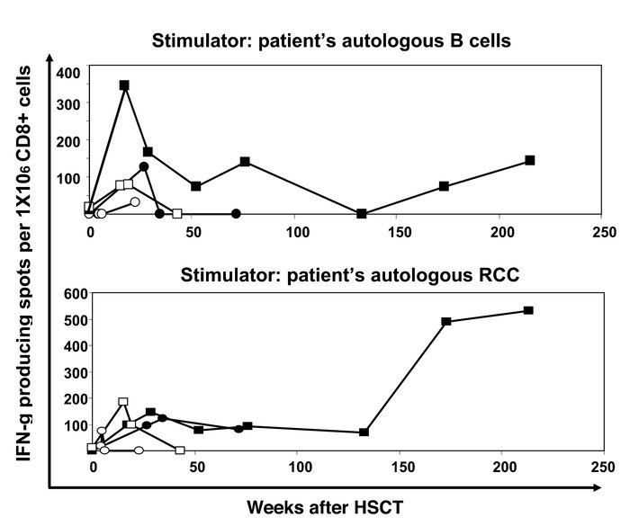 Detection of RCC-reactive CD8+ T cells in PBMCs after transplantation.
 ...