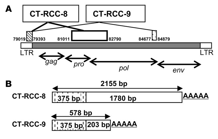 Schematic drawing of the identified clones CT-RCC-8 and CT-RCC-9 and the...