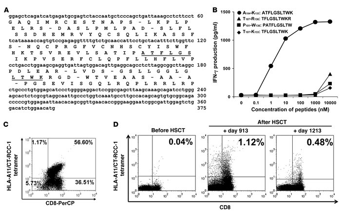 Identification of the peptide recognized by CTL expanded from a respondi...
