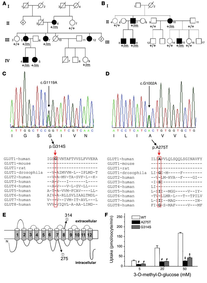 Genetic and functional analysis of further families with PED.
(A) Partia...