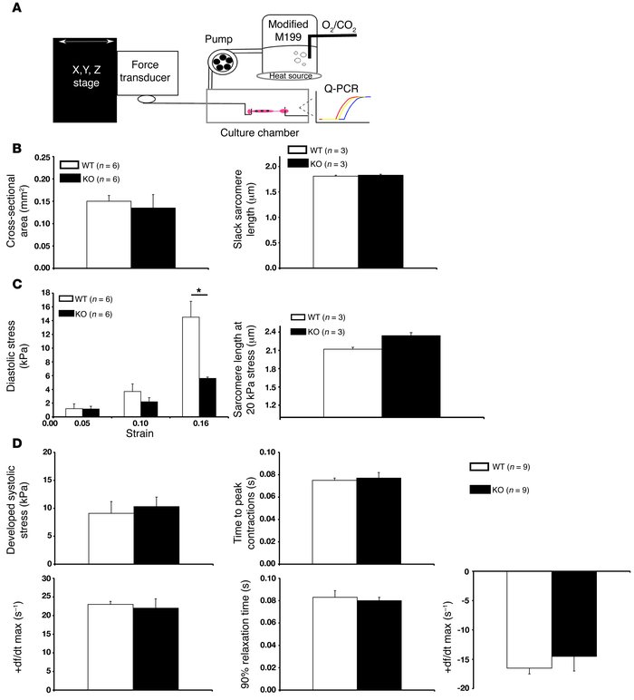 Muscle mechanics within isolated adult WT and Fhl1-deficient cardiac mus...