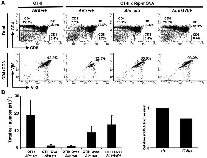 
AireGW/+ mice have a defect in negative selection in the OTII/RIP-mOVA ...