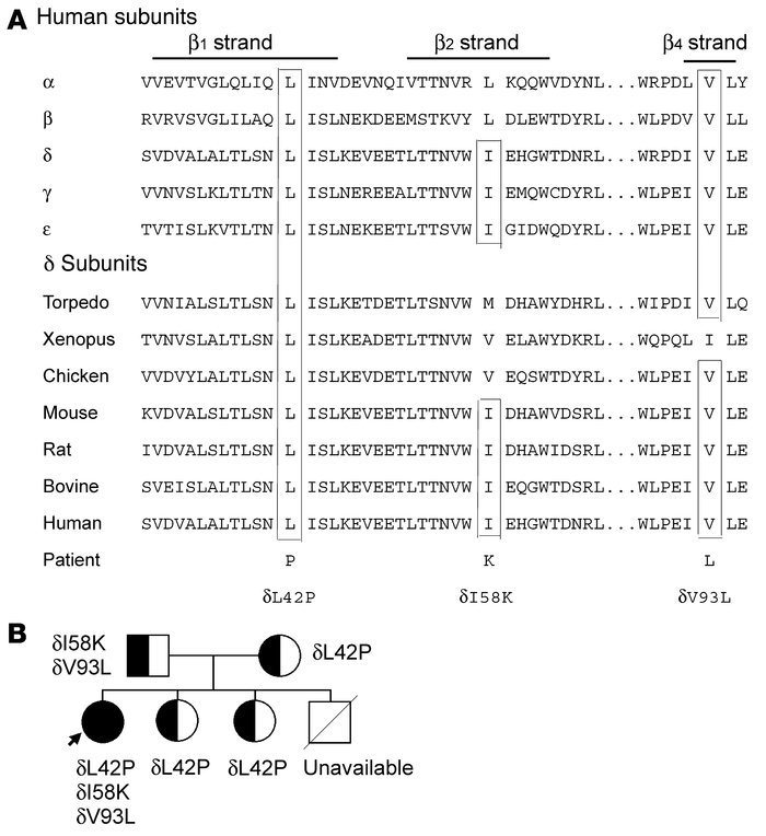 Mutation analysis.
(A) Multiple sequence alignments of the β1, β2, and β...