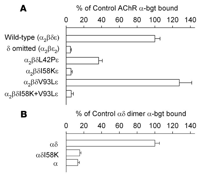 α-bgt binding studies.
(A) [125I]α-bgt binding to surface receptors on i...